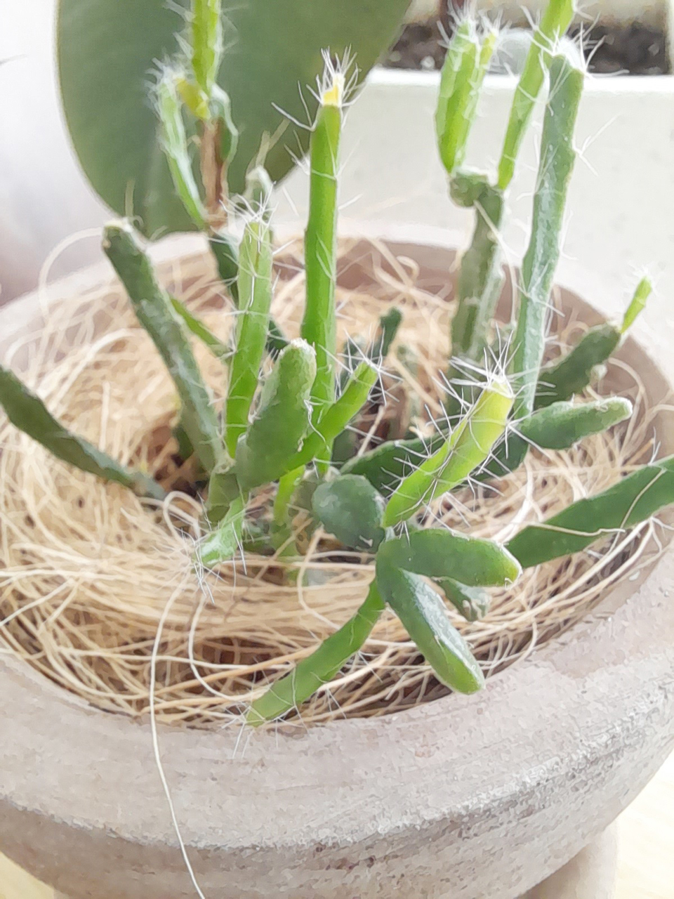 A21s, 갤럭시A21s, 시니어전용스마트폰, 효도폰, 추석핸드폰, 부모님핸드폰추천, 갤럭시A21s비바트롯에디션, 비바트롯에디션, 트롯에디션