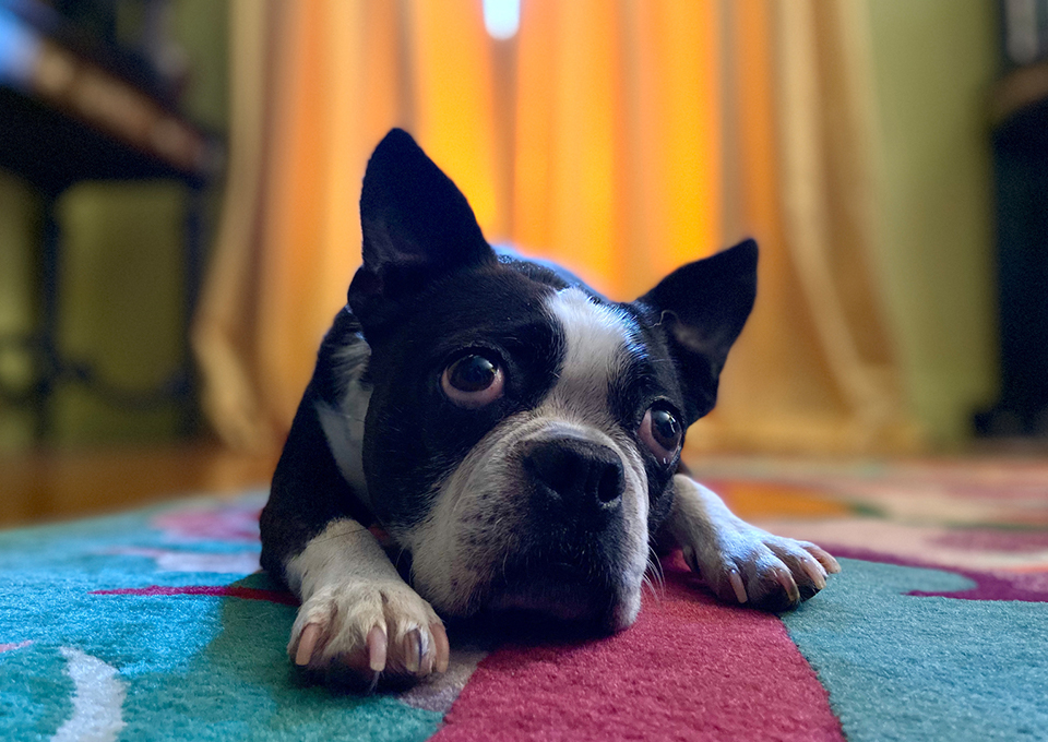 아이폰, 아이폰12, 아이폰12미니, 아이폰12프로, 아이폰12프로맥스