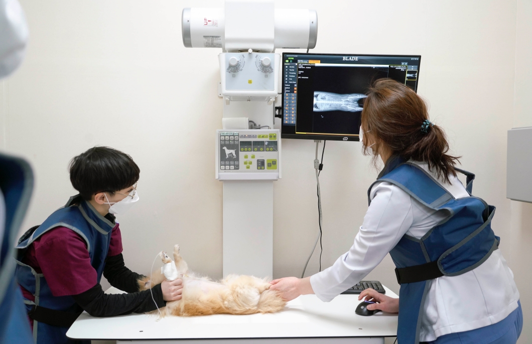 메타러너, 엑스칼리버, 반려동물