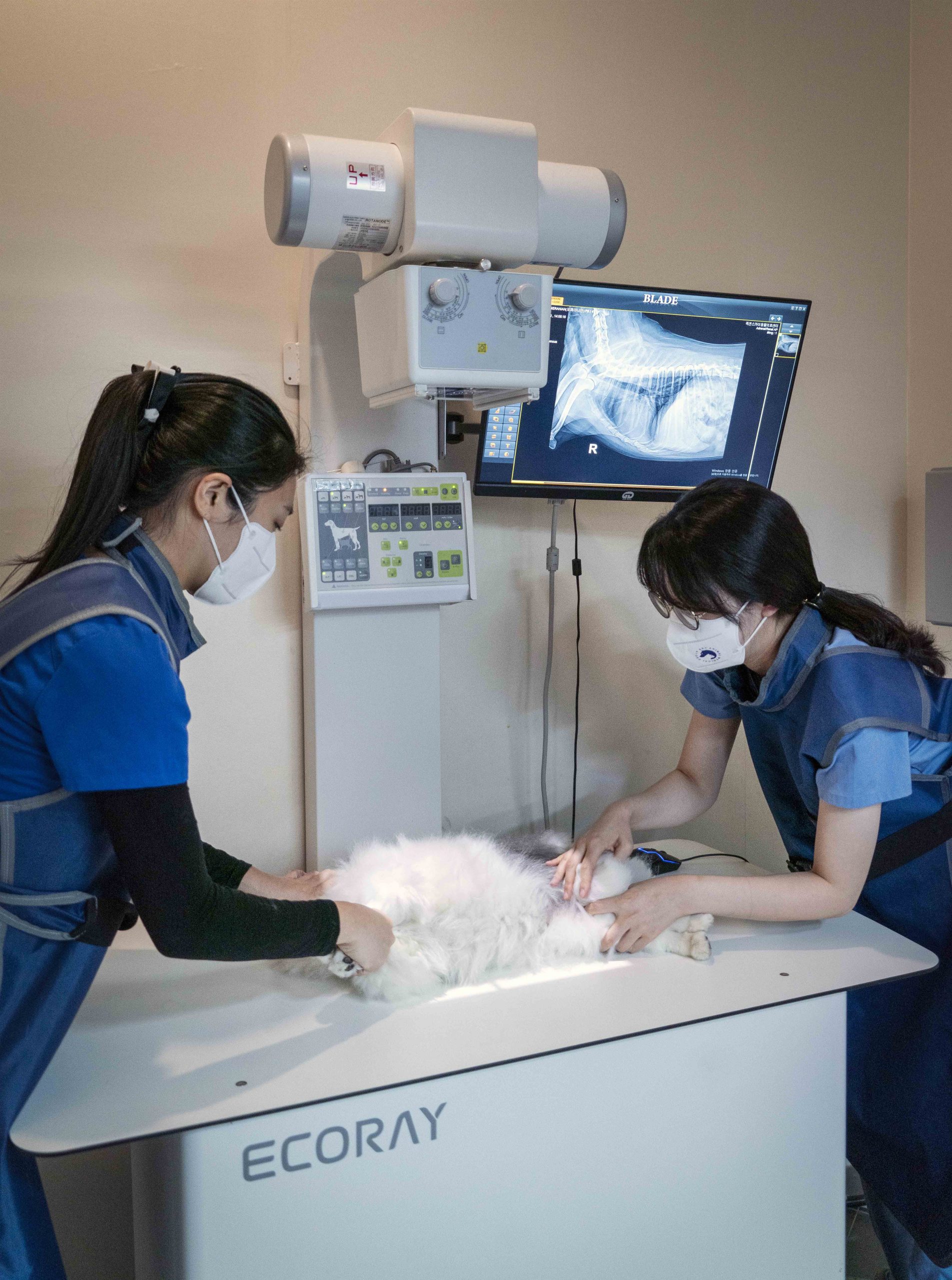 엑스칼리버, X Caliber, 엑스레이, 수의영상진단 보조서비스, 수의사, 엑스레이 사진, 동물병원, AI, 반려동물