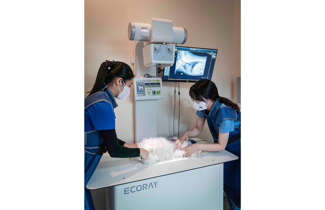 엑스칼리버, X Caliber, 엑스레이, 수의영상진단 보조서비스, 수의사, 엑스레이 사진, 동물병원, AI, 반려동물