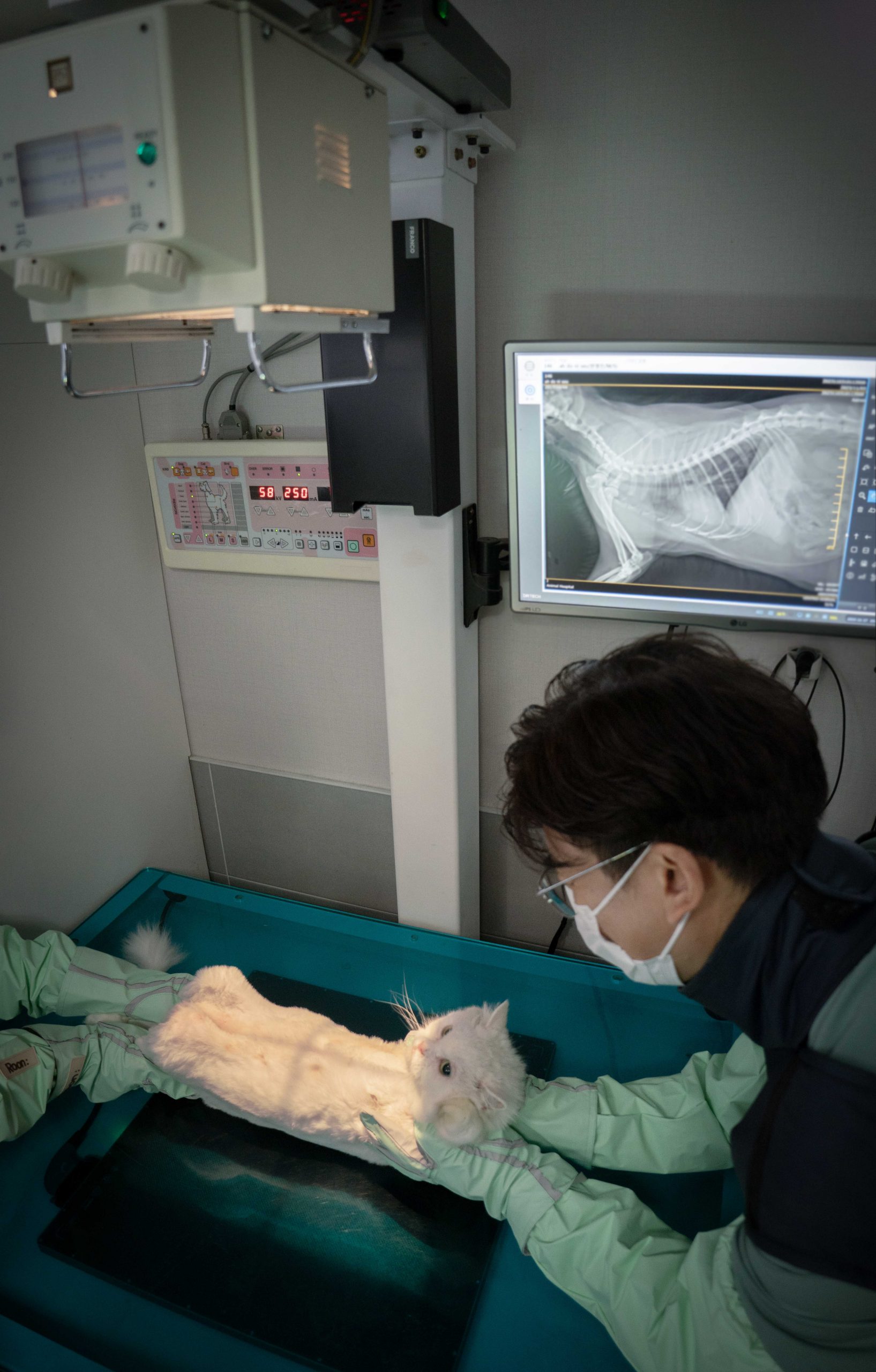 SKT 반려동물 AI 의료 서비스 호주·싱가포르 진출…고양이 진단 기능도 추가