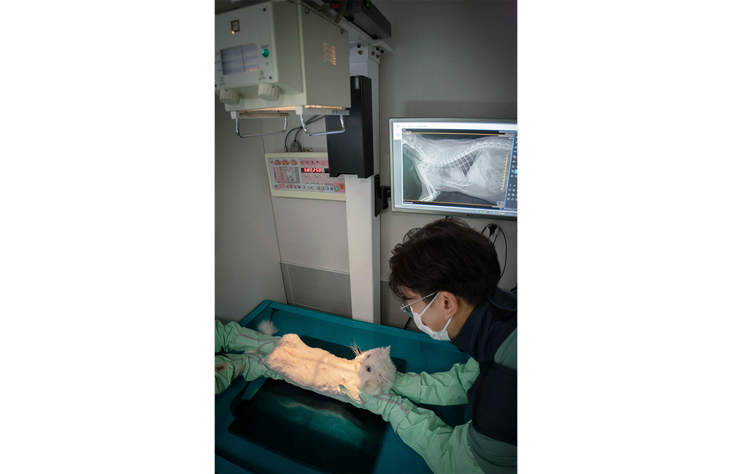 SKT 반려동물 AI 의료 서비스 호주·싱가포르 진출…고양이 진단 기능도 추가