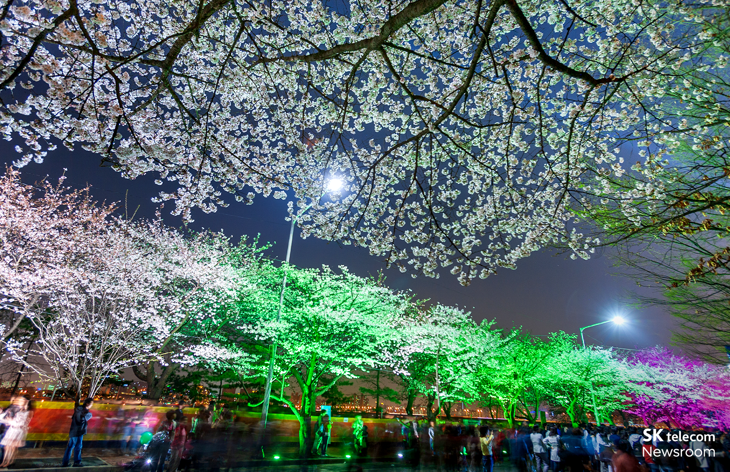 벚꽃명소 여의도 벚꽃_07