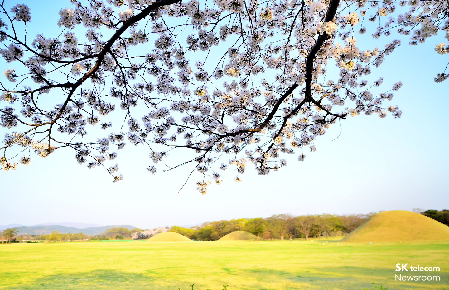 벚꽃명소 경주대릉원_08