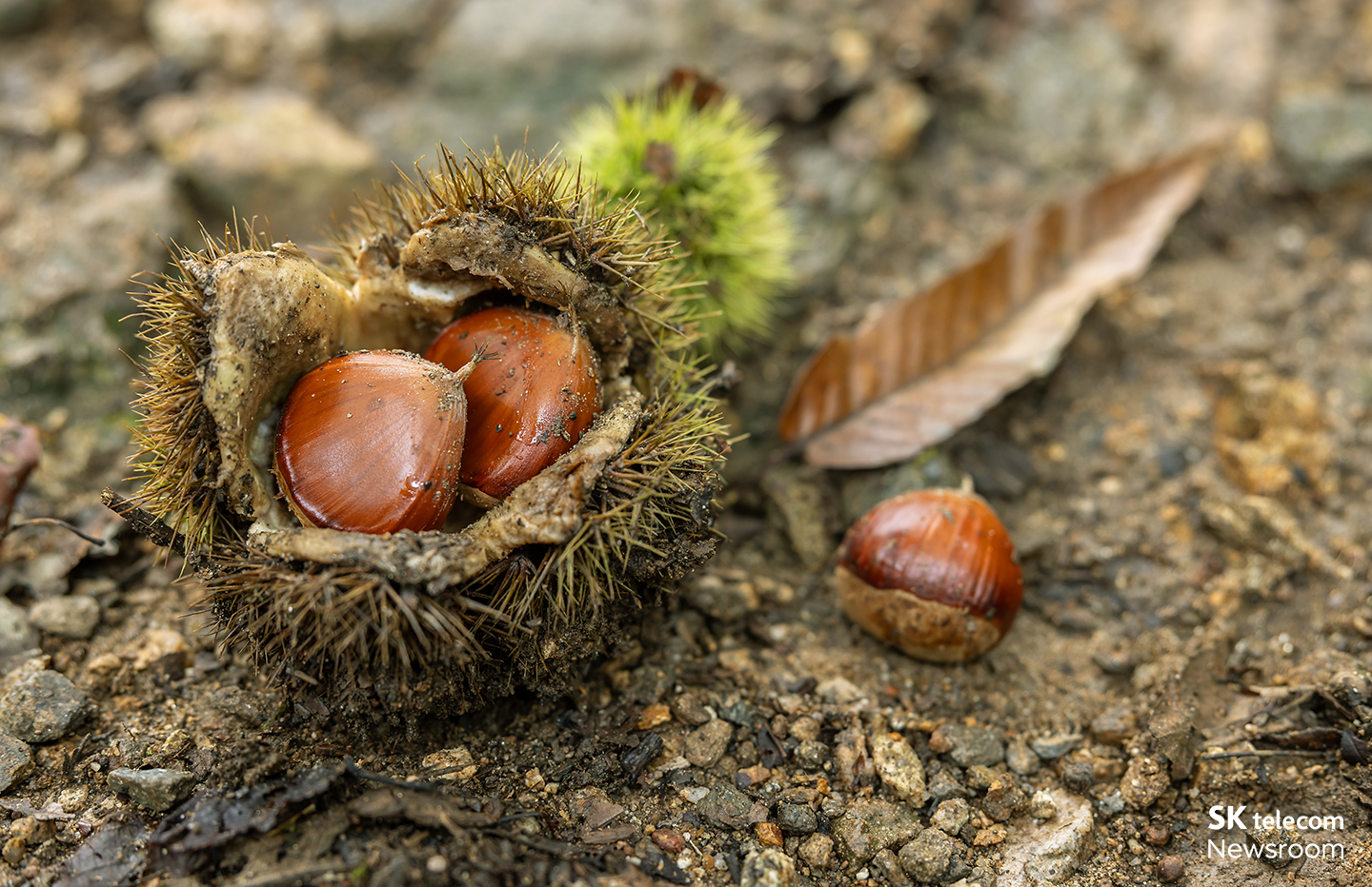 에버랜드 포레스트캠프의 숲캉스 성인 숲산책에서 본 자연 풍경
