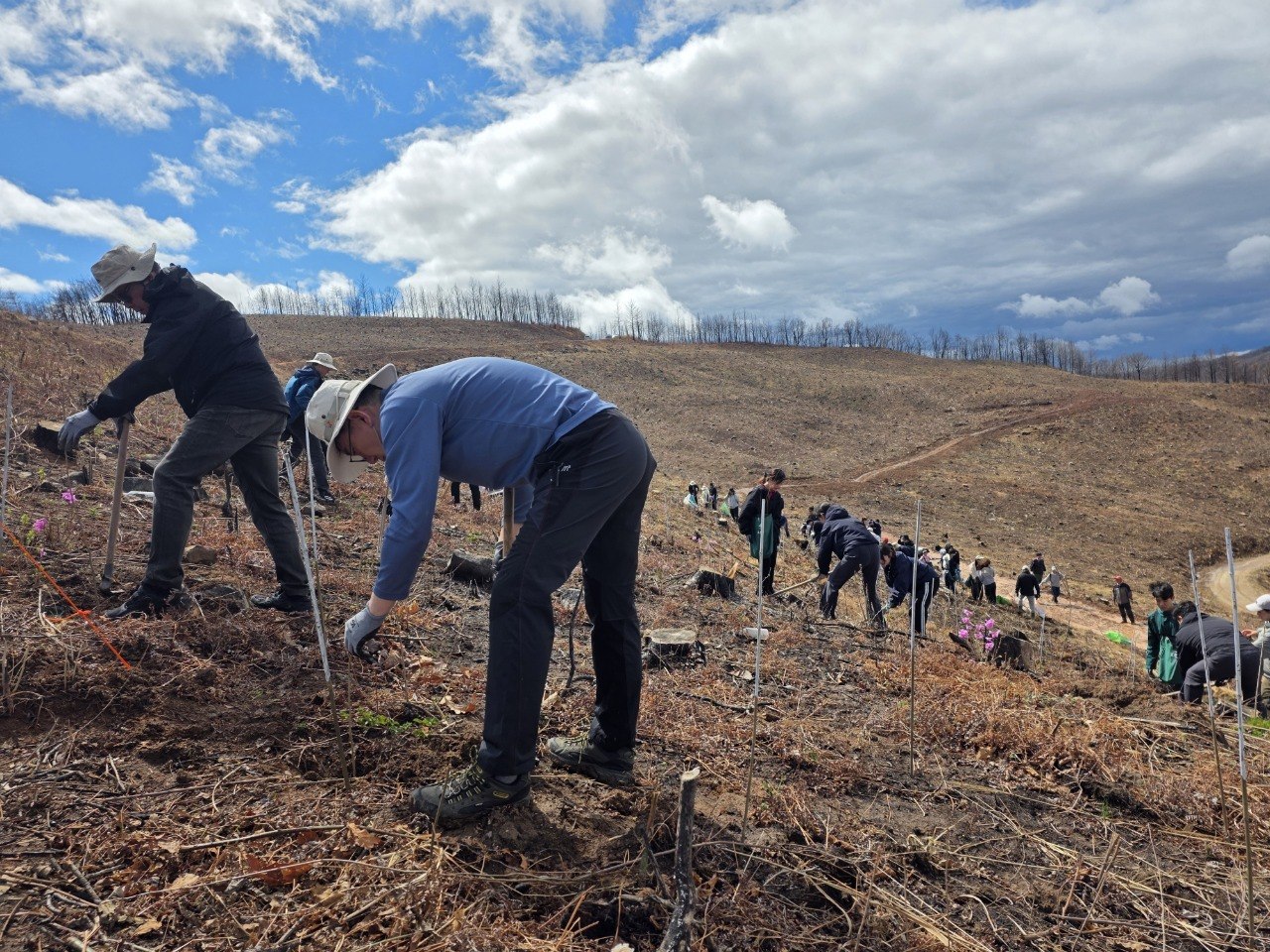 SKT와 유한킴벌리 임직원•가족 100여 명이 안동 산불 피해 지역에서 나무심기 활동을 하고 있는 모습