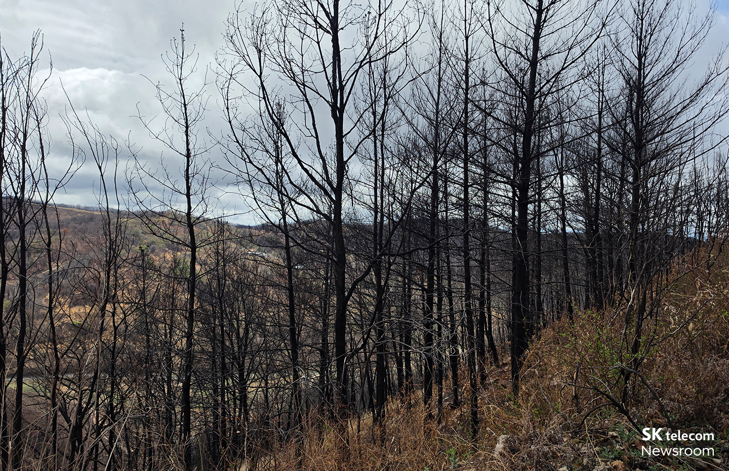 이번에 SKT가 찾은 안동 산불 피해지역의 모습.