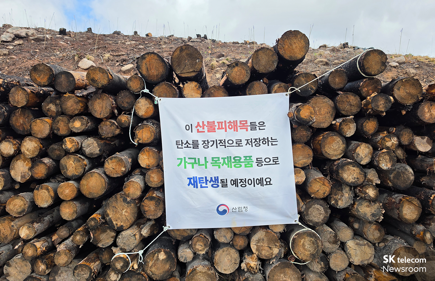 가구 및 목재용품으로 재사용될 예정인 산불피해목들의 모습.